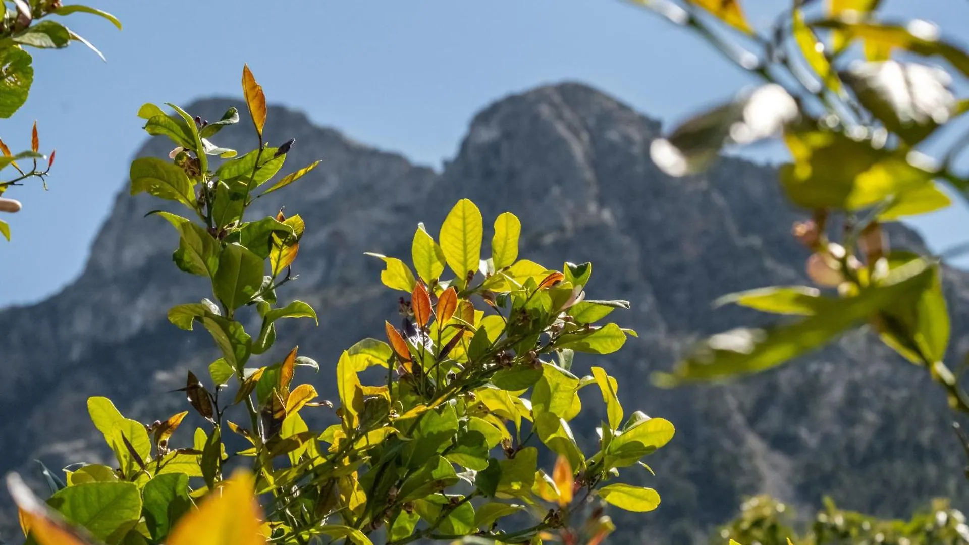 Finca Xesca Soller
